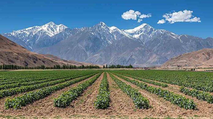 ESTUDIO INTERNACIONAL DESTACA A CHILE COMO PAÍS A LA VANGUARDIA EN AGRICULTURA DIGITAL Y SOSTENIBLE EN AMÉRICA LATINA