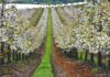 El desafío de la industria de la cereza