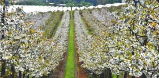El desafío de la industria de la cereza