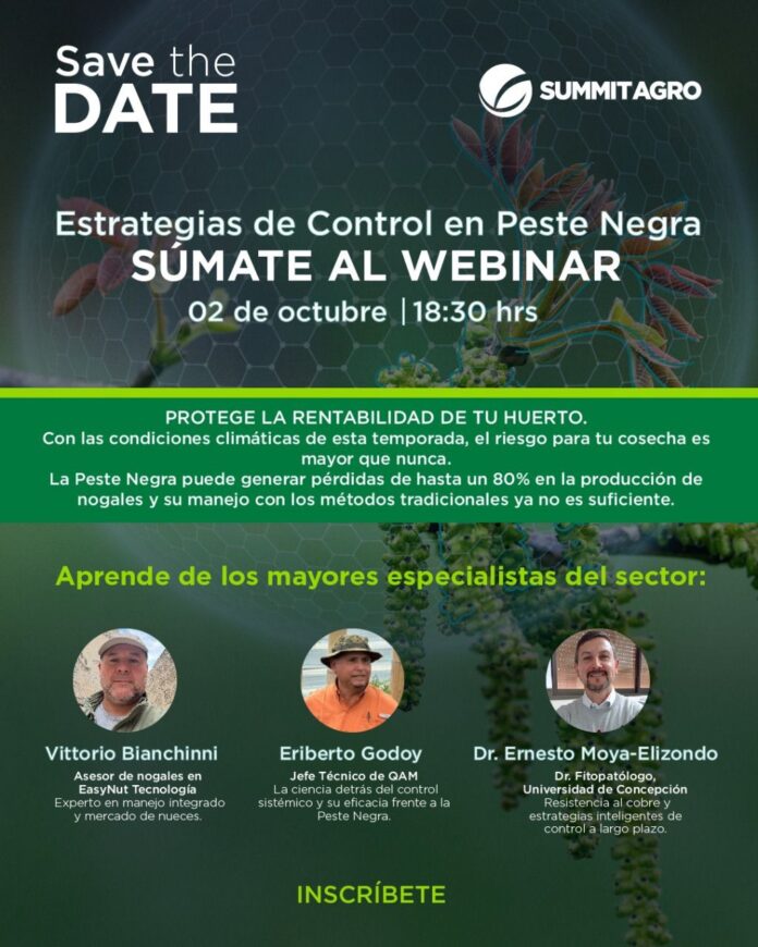El riesgo para la cosecha es mayor que nunca webinar abordará el control de la peste negra en los nogales chilenos