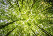 Empresas pequeñas, impacto grande: ¿Cuáles son las ventajas de integrar un propósito social y medioambiental?
