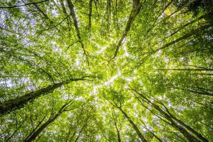 Empresas pequeñas, impacto grande: ¿Cuáles son las ventajas de integrar un propósito social y medioambiental?