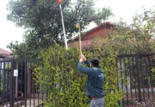 En el mes de la patria el SAG hace un llamado a la ciudadanía a colaborar para mantener a Chile libre de la mosca de la fruta