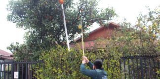 En el mes de la patria el SAG hace un llamado a la ciudadanía a colaborar para mantener a Chile libre de la mosca de la fruta