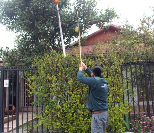 En el mes de la patria el SAG hace un llamado a la ciudadanía a colaborar para mantener a Chile libre de la mosca de la fruta