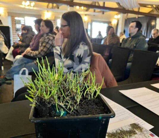 En seminario organizado por INIA-FIA: Región de Magallanes proyecta a la salicornia como nuevo recurso alimentario sostenible