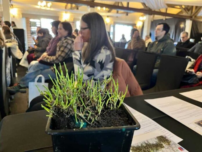 En seminario organizado por INIA-FIA: Región de Magallanes proyecta a la salicornia como nuevo recurso alimentario sostenible