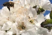 Época de floración en el agro nacional no pierdas el trabajo justo cuando empiezas a ver sus frutos