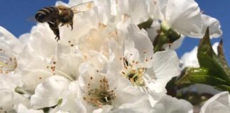 Época de floración en el agro nacional no pierdas el trabajo justo cuando empiezas a ver sus frutos