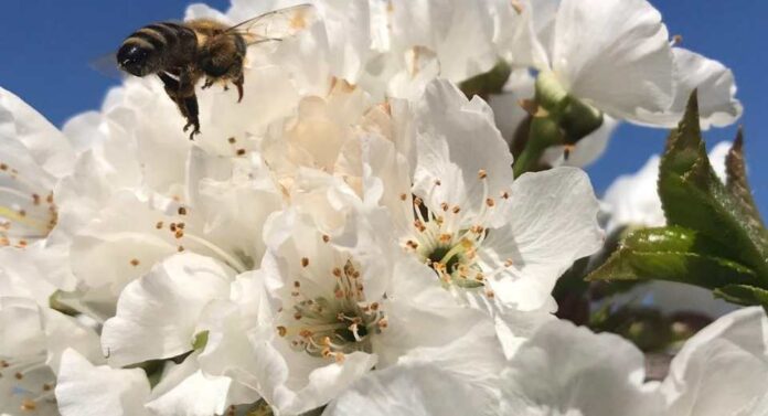 Época de floración en el agro nacional no pierdas el trabajo justo cuando empiezas a ver sus frutos