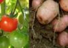 Estudio científico revela que la papa es hija del tomate