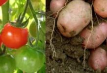 Estudio científico revela que la papa es hija del tomate