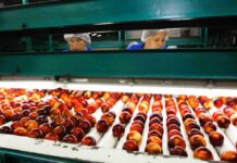 Estudio del Observatorio Laboral UOH analiza dos importantes ocupaciones del sector agrícola Estudio del Observatorio Laboral UOH analiza dos importantes ocupaciones del sector agrícola