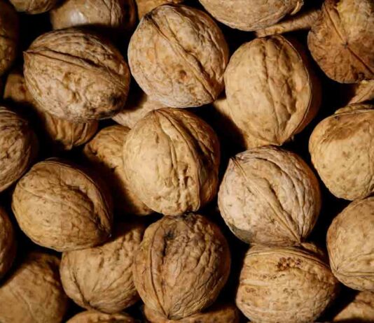 Exportaciones de nueces chilenas crecen un 45% y conectan con nuevos mercados