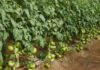 Fruit Attraction 2025 destaca el valor del tomate, la hortaliza más consumida del mundo