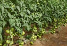 Fruit Attraction 2025 destaca el valor del tomate, la hortaliza más consumida del mundo
