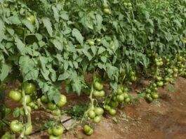 Fruit Attraction 2025 destaca el valor del tomate, la hortaliza más consumida del mundo