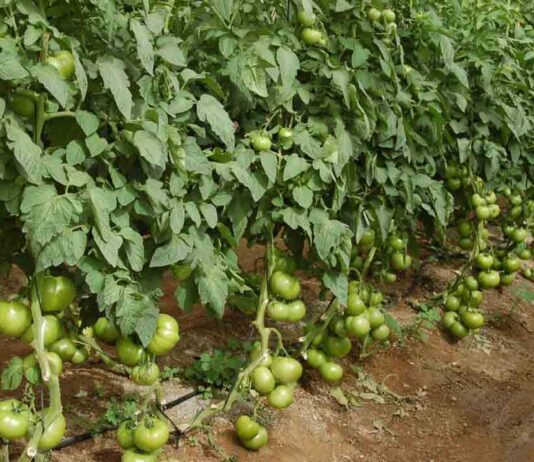 Fruit Attraction 2025 destaca el valor del tomate, la hortaliza más consumida del mundo