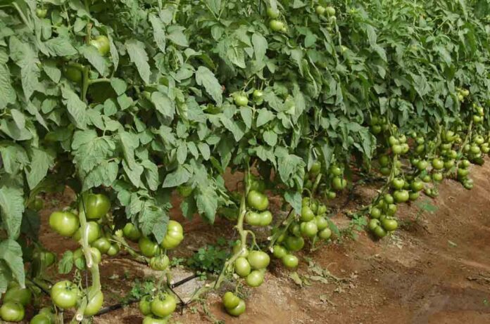 Fruit Attraction 2025 destaca el valor del tomate, la hortaliza más consumida del mundo