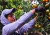 Gobierno y sector frutícola detallan alcances de la apertura del mercado mexicano a las naranjas chilenas