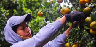 Gobierno y sector frutícola detallan alcances de la apertura del mercado mexicano a las naranjas chilenas