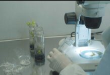 INIA La Platina presenta nuevas recomendaciones técnicas frente a virus que afectan hortalizas y frutales