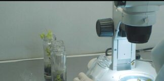 INIA La Platina presenta nuevas recomendaciones técnicas frente a virus que afectan hortalizas y frutales