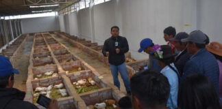 INIA Perú impulsa calidad de ganado vacuno, cuyes y cultivos hidropónicos en Huancavelica