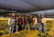 Importadores de Brasil y Estados Unidos visitaron O’Higgins para conocer la producción y oferta de peonías