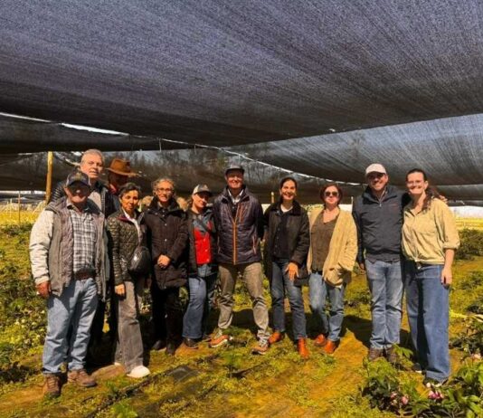 Importadores de Brasil y Estados Unidos visitaron O’Higgins para conocer la producción y oferta de peonías