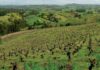 Iniciativa internacional busca fortalecer identidad y presencia de los vinos del Valle del Itata