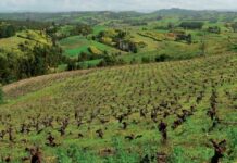 Iniciativa internacional busca fortalecer identidad y presencia de los vinos del Valle del Itata
