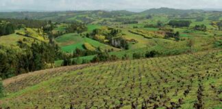 Iniciativa internacional busca fortalecer identidad y presencia de los vinos del Valle del Itata