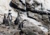 Investigación destaca rol ecológico y social del pingüino de Humboldt en la Península de Hualpén