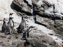 Investigación destaca rol ecológico y social del pingüino de Humboldt en la Península de Hualpén