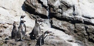Investigación destaca rol ecológico y social del pingüino de Humboldt en la Península de Hualpén