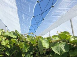 Kiwi y cerezo las soluciones de Arrigoni contra el cracking y las adversidades climáticas