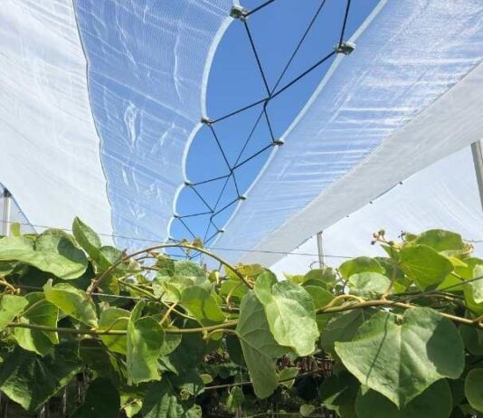 Kiwi y cerezo las soluciones de Arrigoni contra el cracking y las adversidades climáticas
