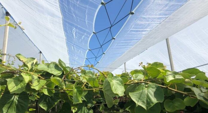 Kiwi y cerezo las soluciones de Arrigoni contra el cracking y las adversidades climáticas