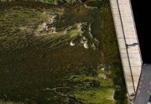 Las algas cultivadas con efluentes lácteos reducen un 25% el uso de fertilizantes minerales