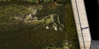 Las algas cultivadas con efluentes lácteos reducen un 25% el uso de fertilizantes minerales
