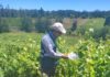 Las garantías del vino chileno la fiscalización del SAG detrás de cada etiqueta (1)