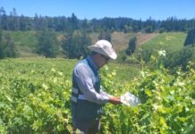 Las garantías del vino chileno la fiscalización del SAG detrás de cada etiqueta (1)