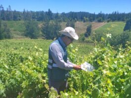 Las garantías del vino chileno la fiscalización del SAG detrás de cada etiqueta (1)