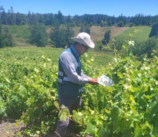 Las garantías del vino chileno la fiscalización del SAG detrás de cada etiqueta (1)