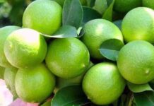 Limón peruano busca consolidarse en el mercado global tras un aumento en sus volúmenes de exportación
