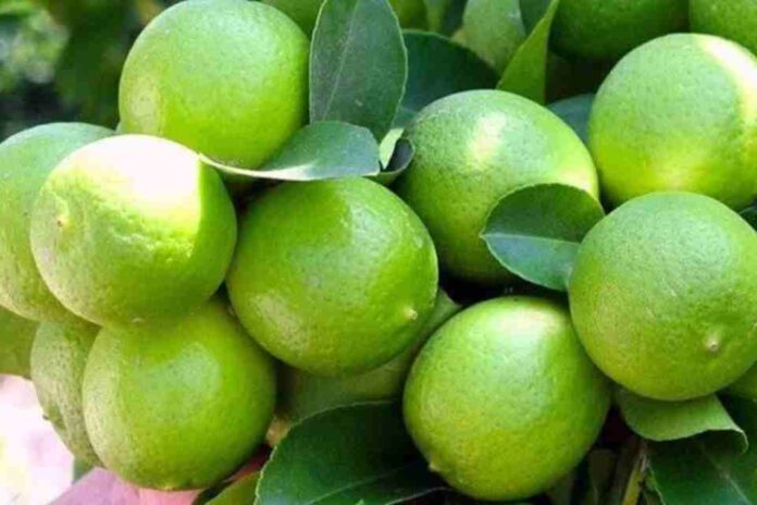 Limón peruano busca consolidarse en el mercado global tras un aumento en sus volúmenes de exportación