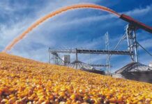 Maíz: el consumo para forraje en Argentina crecería 12,3 millones de toneladas
