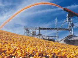 Maíz: el consumo para forraje en Argentina crecería 12,3 millones de toneladas