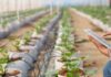 NEC y ClimateAi desarrollan un modelo conceptual para promover la adaptación al cambio climático en la agricultura
